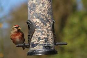 Bird feeder v2